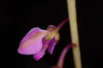 Scalloped milkwort